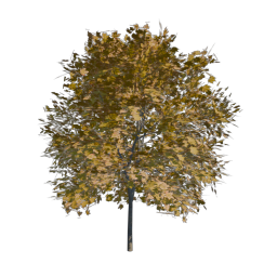 Yellow Tree 03