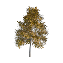 Yellow Tree 04