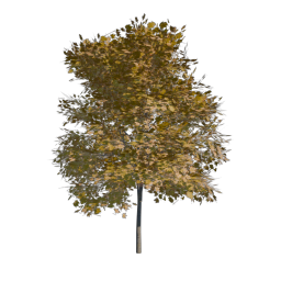 Yellow Tree 05