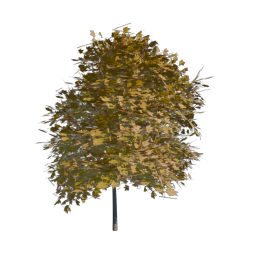Yellow Tree 06