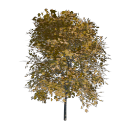 Yellow Tree 07