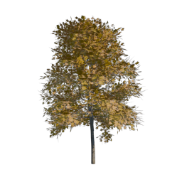 Yellow Tree 08