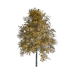 Yellow Tree 09