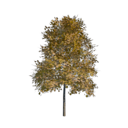 Yellow Tree 10