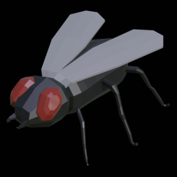 Fly