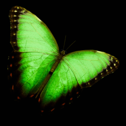 Green Butterfly