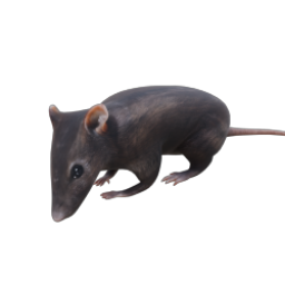 RAT 01 IDLE