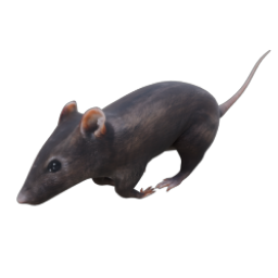 RAT 01 RUN