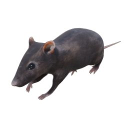 RAT 01 WALK