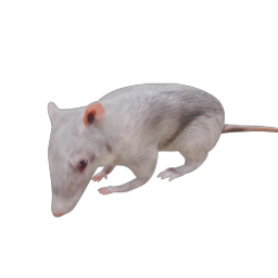 RAT 02 IDLE