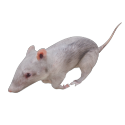 RAT 02 RUN