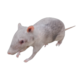 RAT 02 WALK