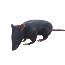 RAT 03 IDLE