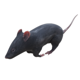 RAT 03 RUN