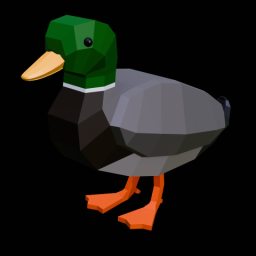 Mallard Duck Male
