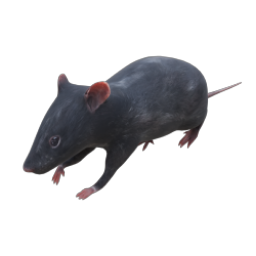 RAT 03 WALK