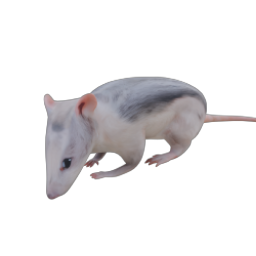 RAT 04 IDLE