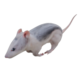 RAT 04 RUN