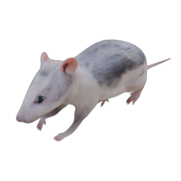 RAT 04 WALK