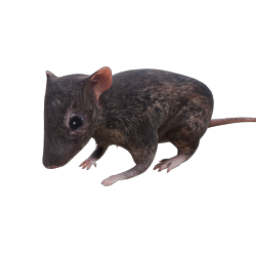 RAT 05 IDLE