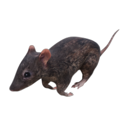 RAT 05 RUN