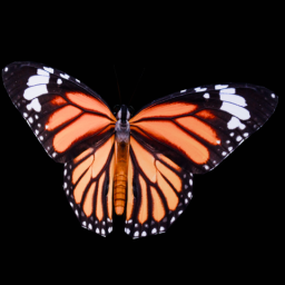 Orange Butterfly