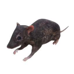 RAT 05 WALK