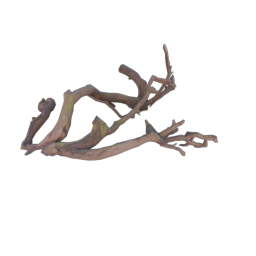 Branch_2