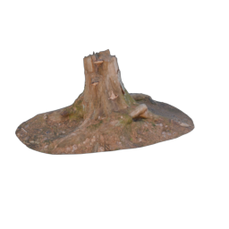 Stump_1