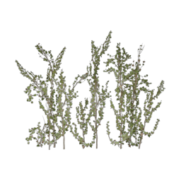 ivy-large