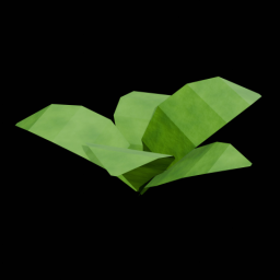 Plant Without Flowers