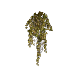 ivy-short_1