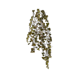 ivy-short_2