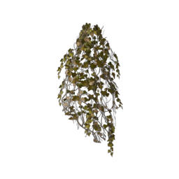 ivy-short_3