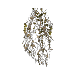 ivy-short_4