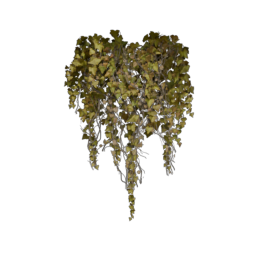 ivy-short_5