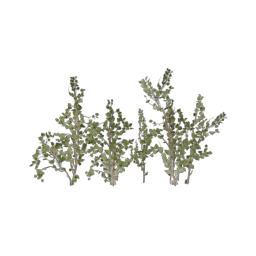 ivy-type_11