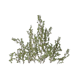ivy-type_12