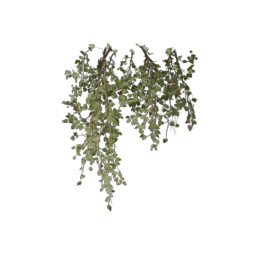 ivy-type_6
