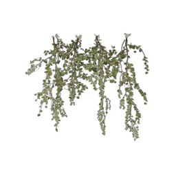ivy-type_9