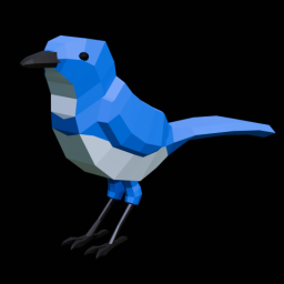 Scrub Jay