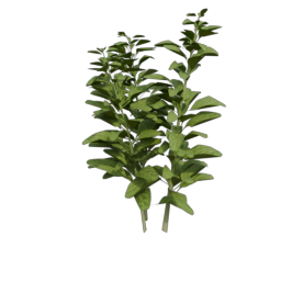 Herb_1