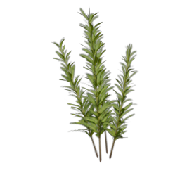 Herb_2