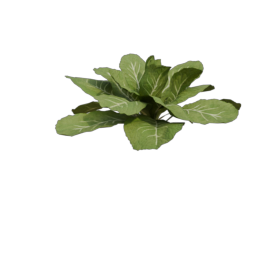 Lettuce_1