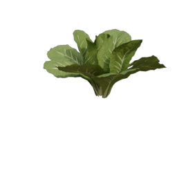 Lettuce_2