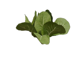 Lettuce_3