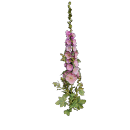 Mallow_1