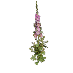 Mallow_2