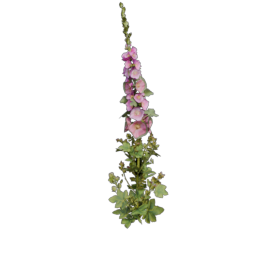 Mallow_3