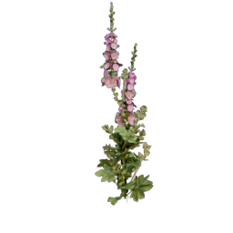 Mallow_4